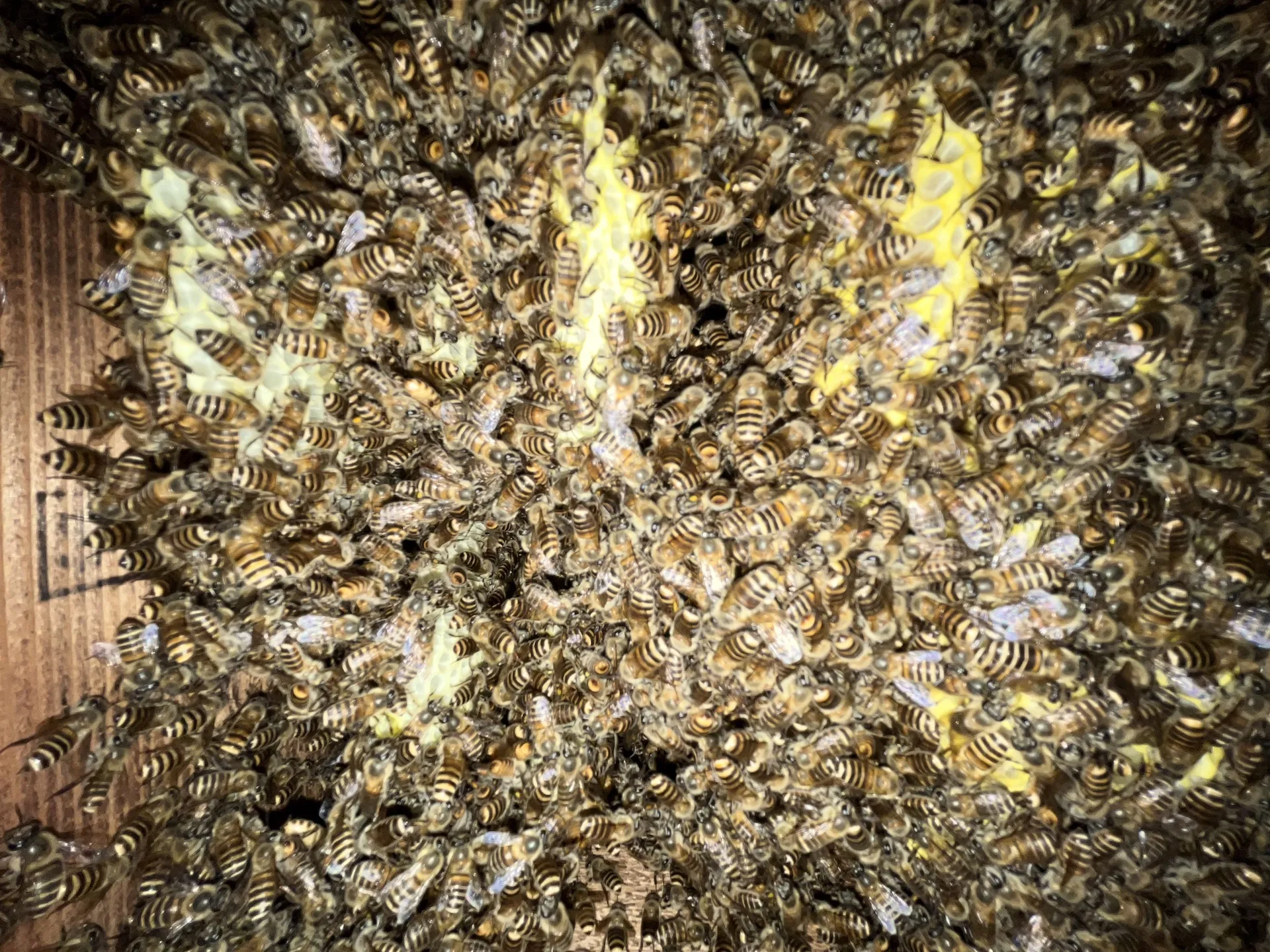 【自然農】急成長！ミツバチの巣箱の追加が必要です #週末養蜂