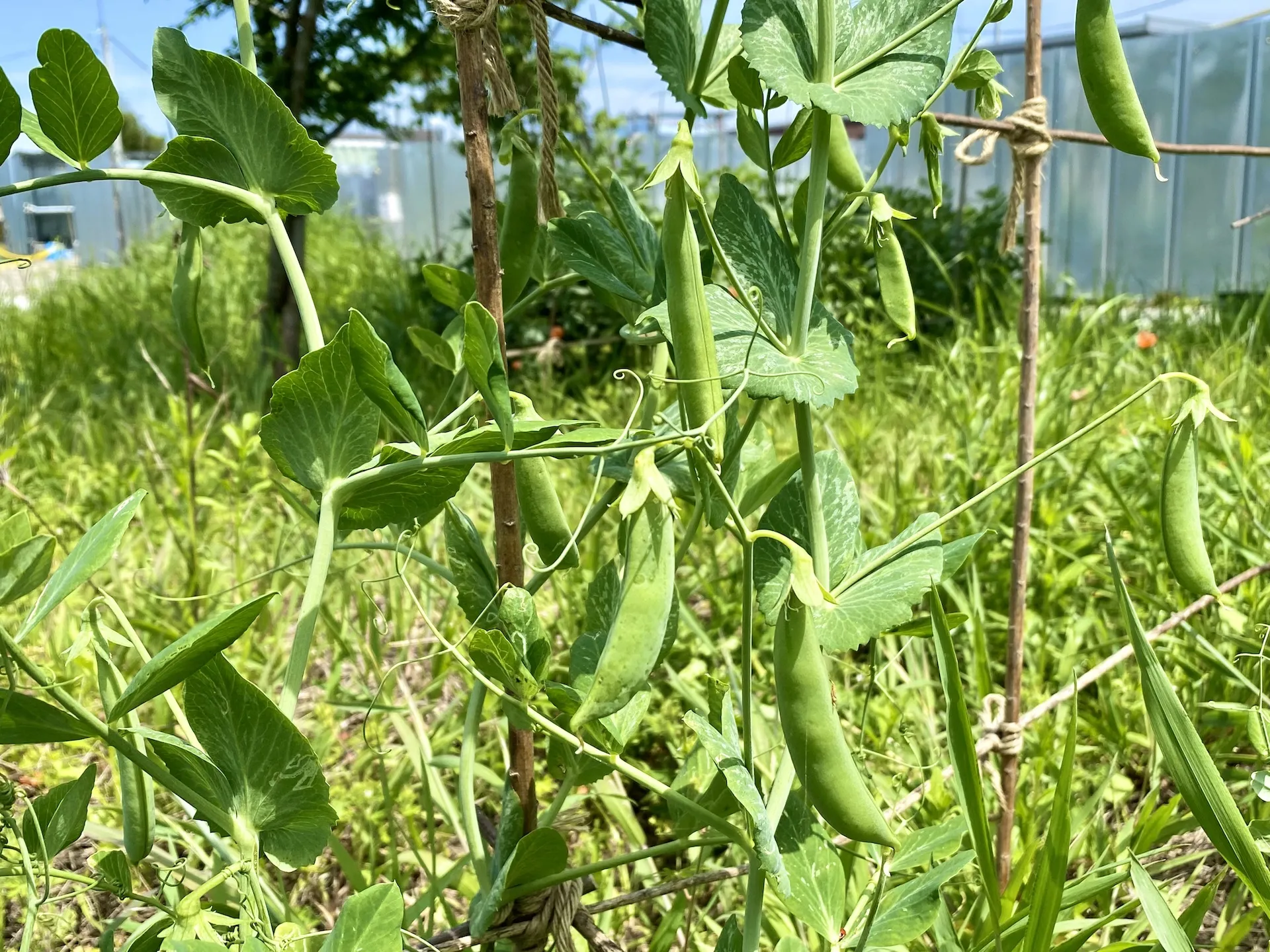 【農と生き方】エンドウと麦のように、お互いに成長しあえる関係...