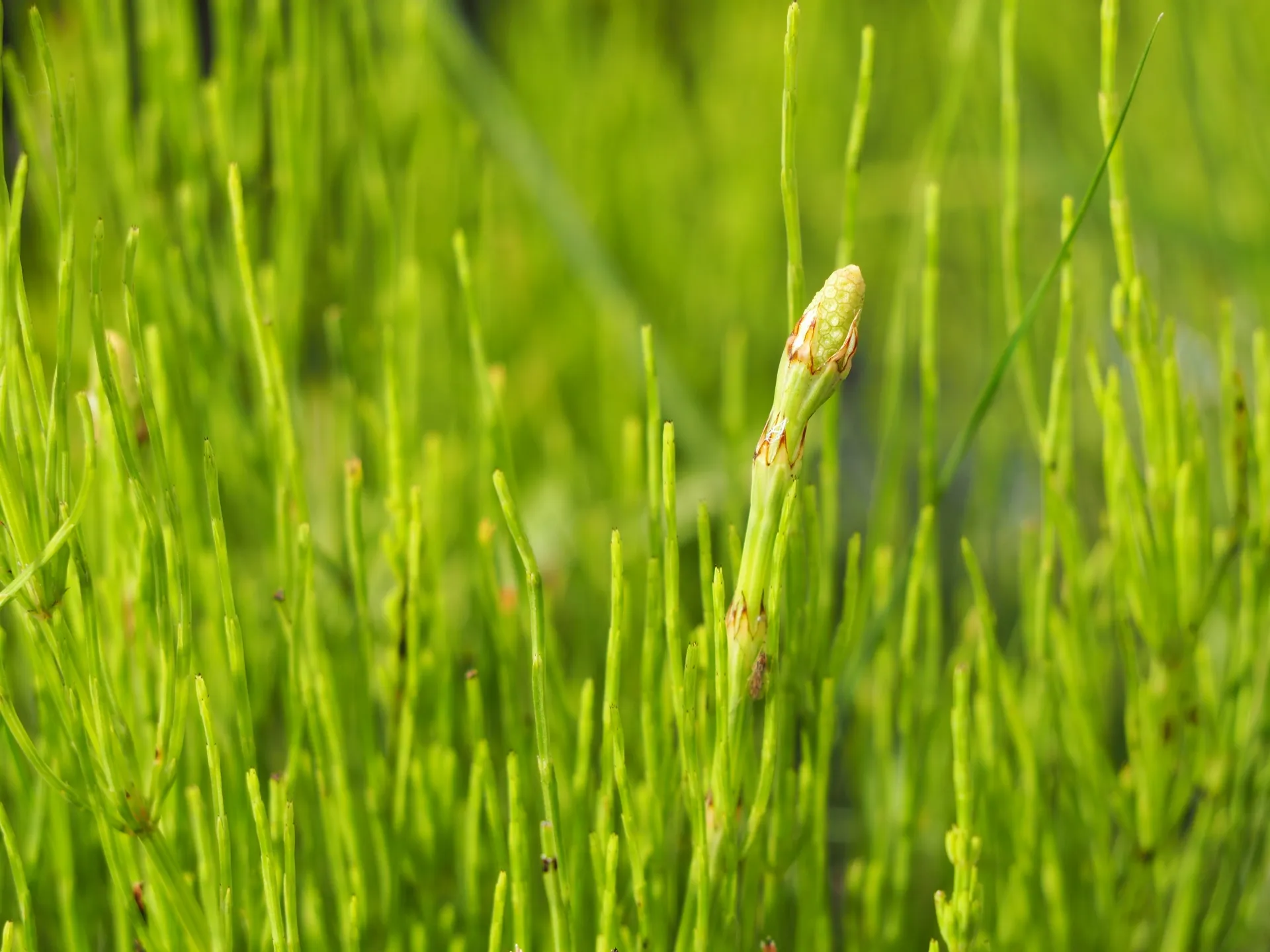 【自然農】雑草・野草も美味しく頂く農法　#神奈川 #農業体験