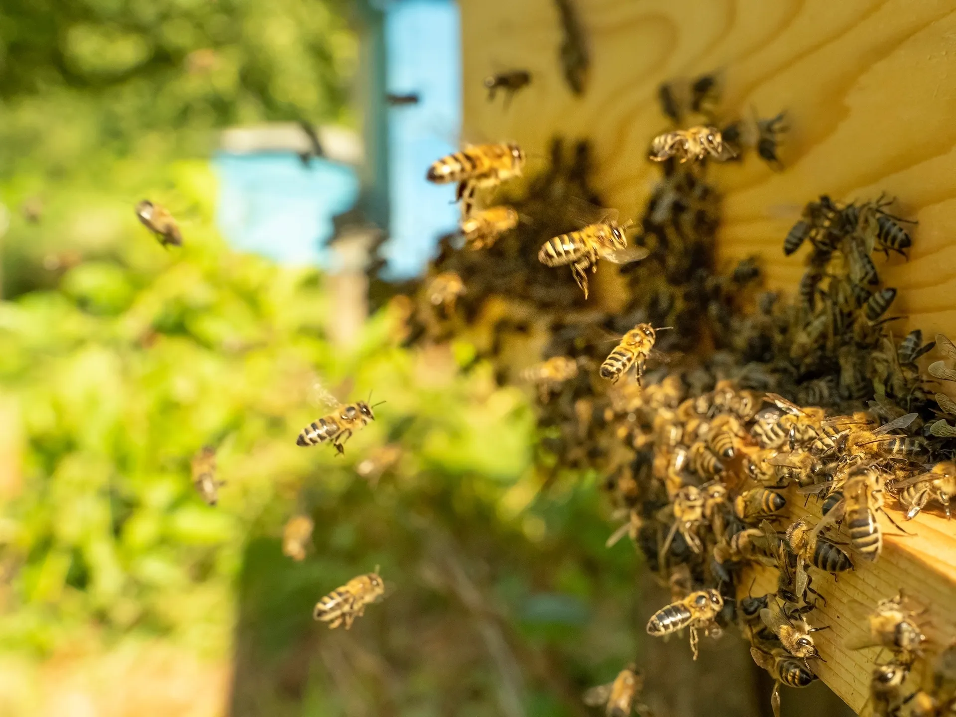 ミツバチの巣箱の設置と枇杷の木の移植　農業体験@神奈川県