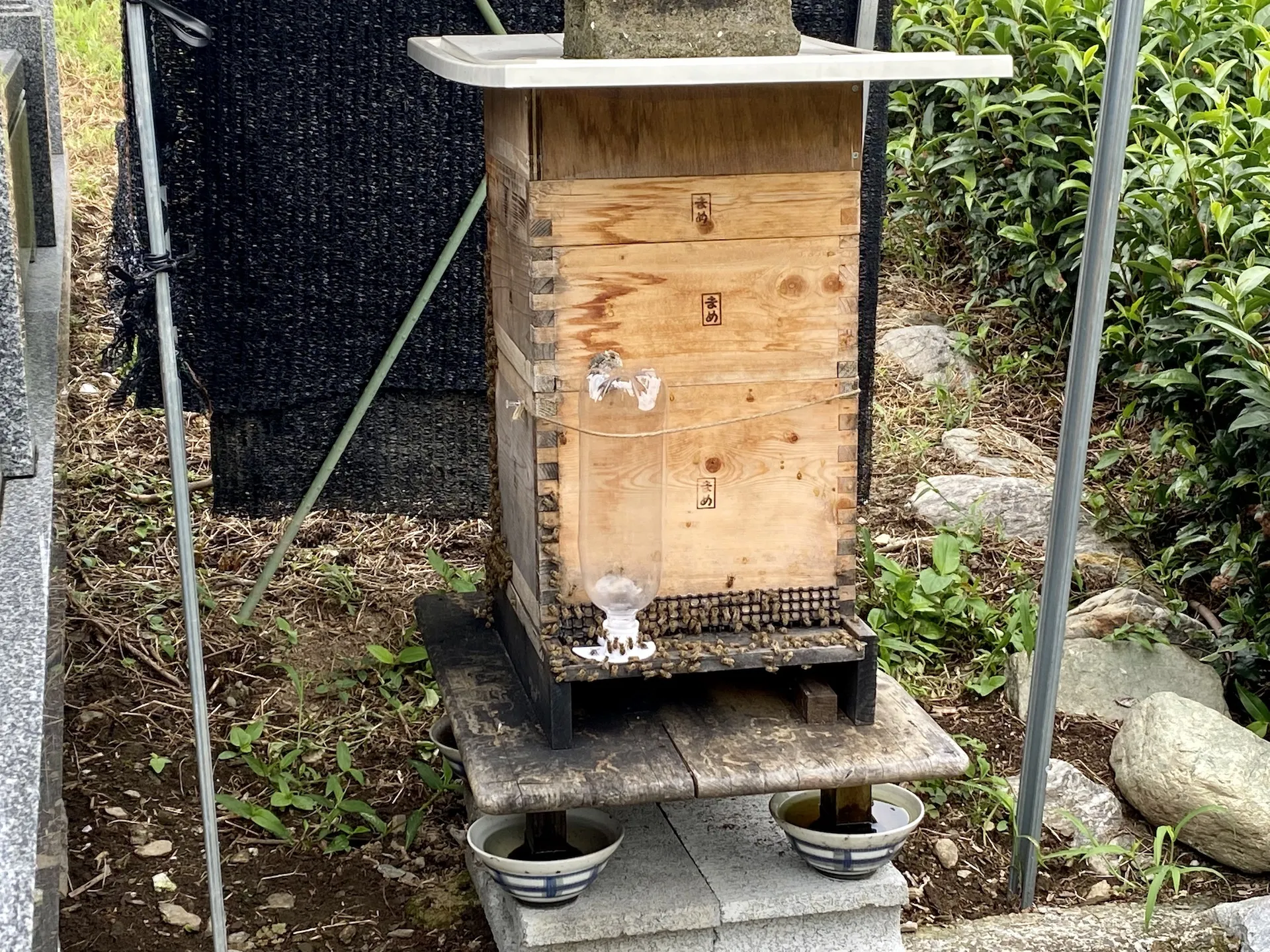 ミツバチの巣箱の設置と枇杷の木の移植　農業体験@神奈川県