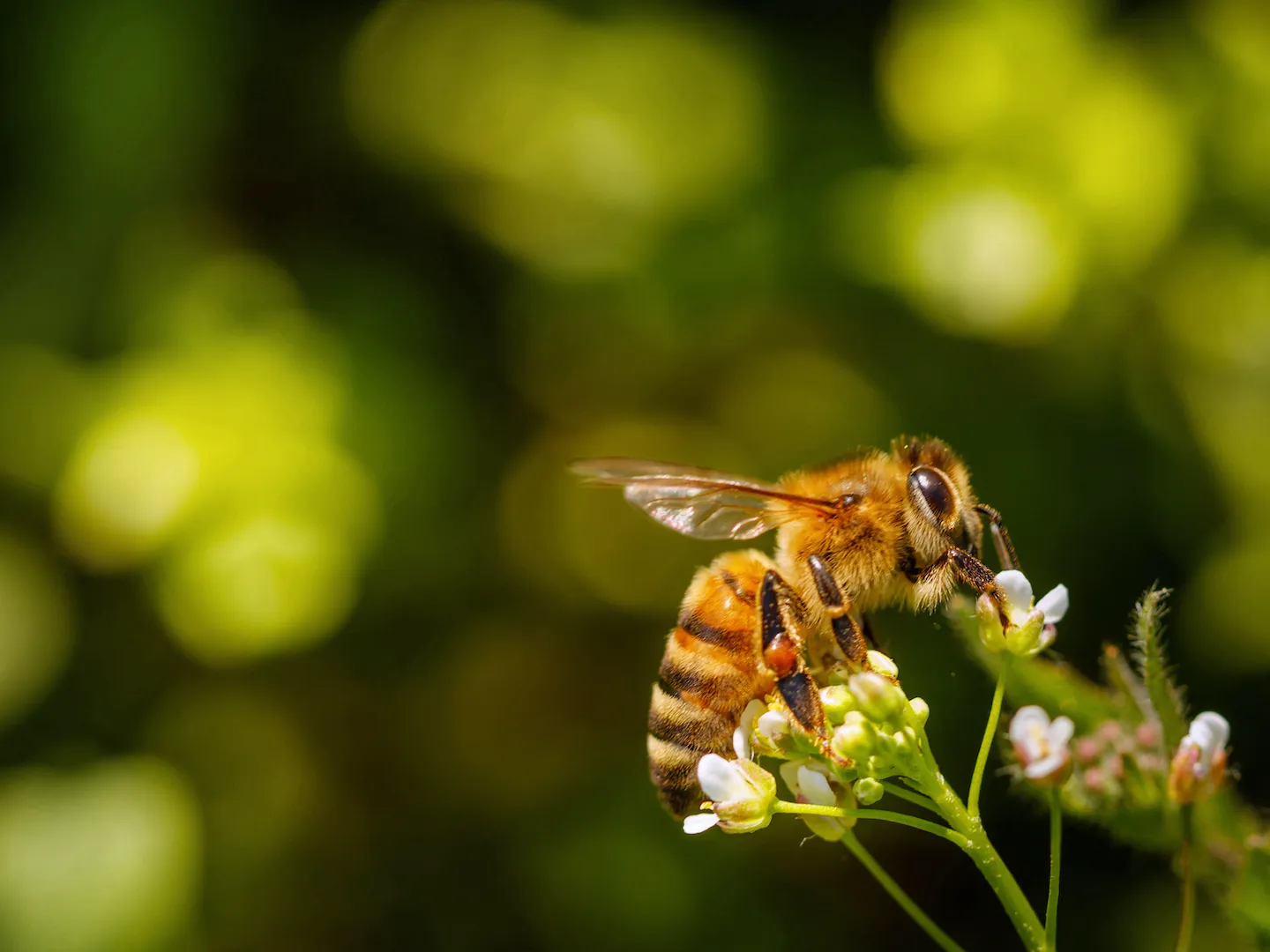 【農業体験@神奈川】２つのミツバチの飼い方：共生する養蜂と殺...