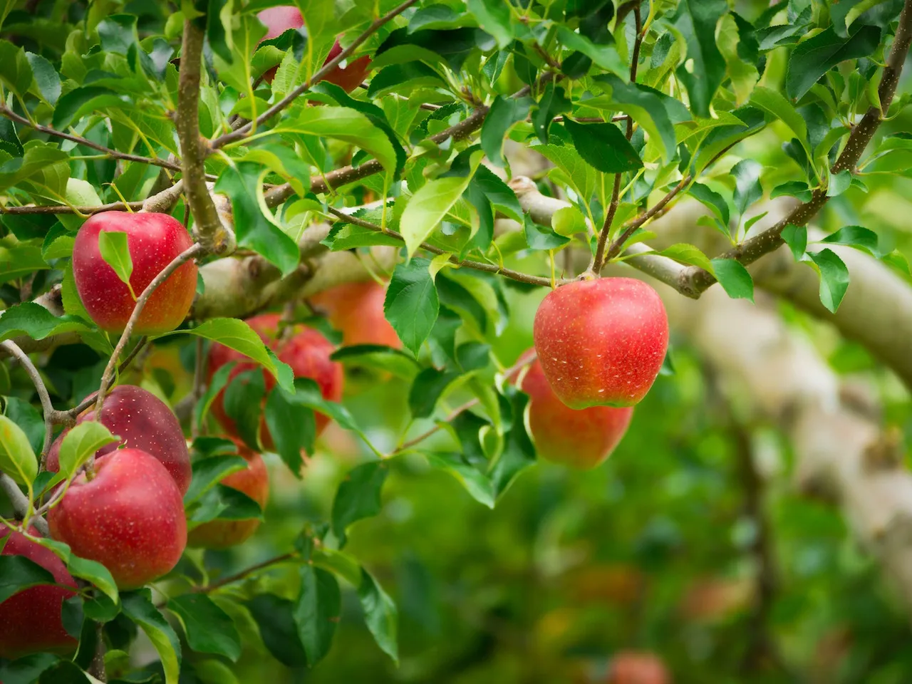 【農業体験@神奈川】新年記事：「奇跡のリンゴ」に学ぶ夢の叶え...