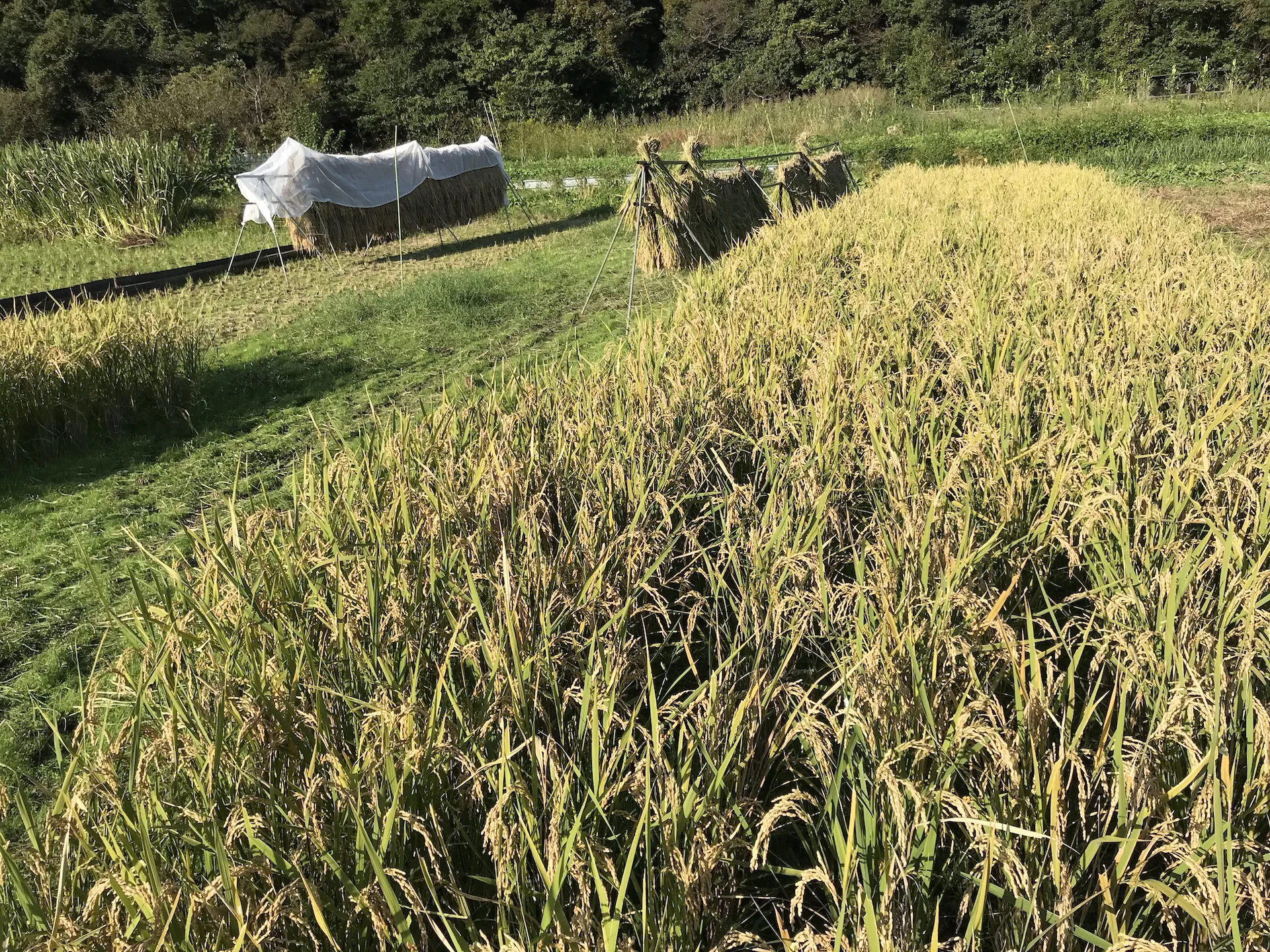 【農業体験@神奈川】米と麦の二毛作に学ぶ「睡眠の活用法」