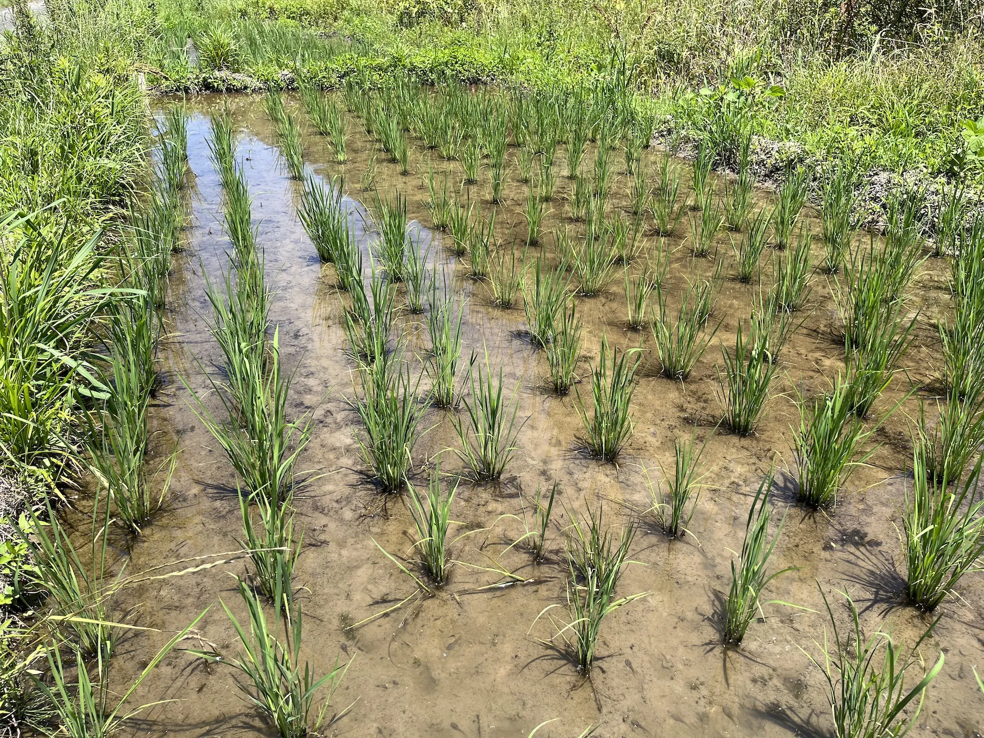 【農業体験＠神奈川】雨水のみでお米が育つ田んぼを1日で作る方...