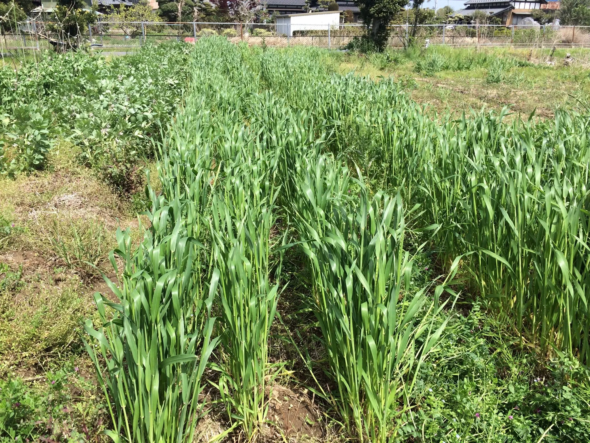 【農業体験@神奈川】麦踏みの教え：なぜ麦踏みをするとたくさん...