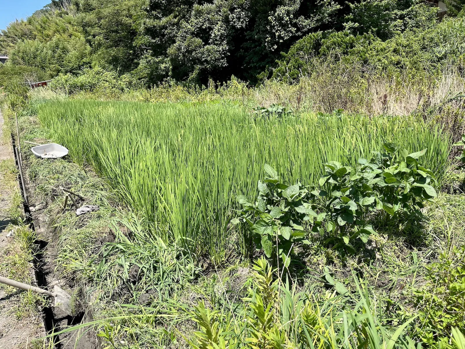 【農業体験@神奈川】人類が古来からやってきた時短法と田植え