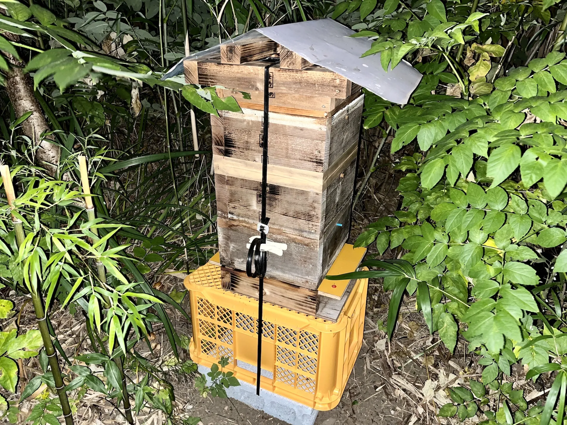 【農業体験@神奈川】ニホンミツバチがやってきた♪養蜂挑戦一年...