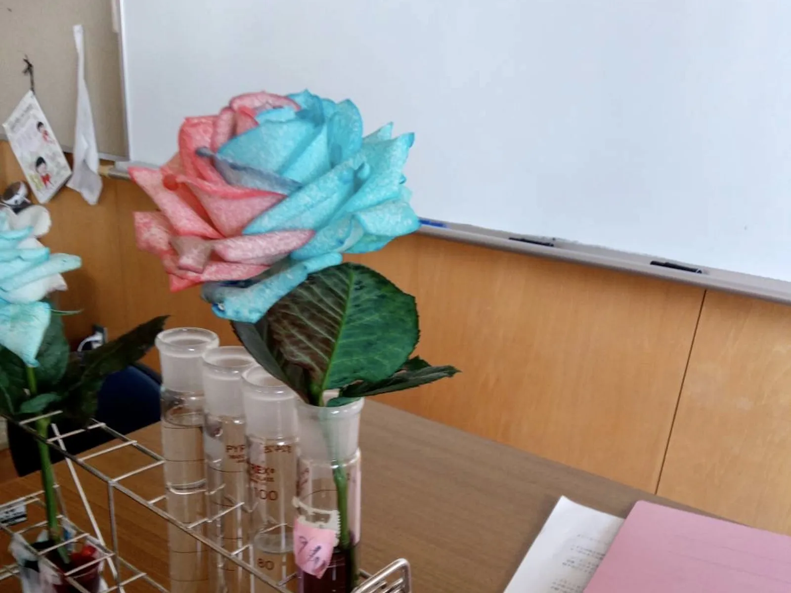 【農業体験@神奈川】バラの教え！人生をバラ色にする水の選び方